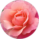 Elsie Collet profile picture